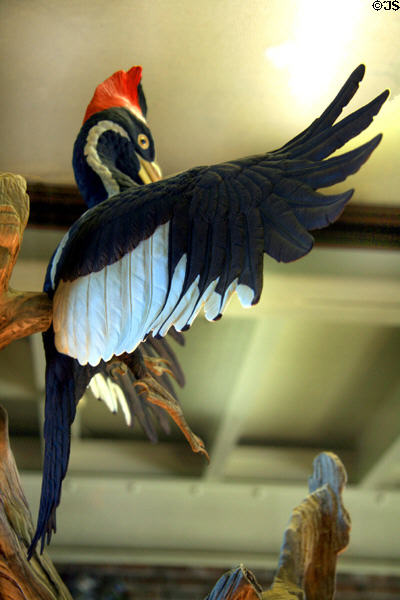 Ivory billed woodpecker sculpture in Boehm Porcelain collection at Bellingrath House. Theodore, AL.