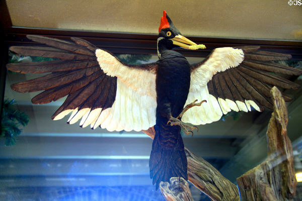 Ivory billed woodpecker sculpture in Boehm Porcelain collection at Bellingrath House. Theodore, AL.