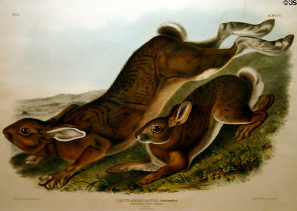 John James Audubon folio of Northern Hare (Snowshoe Hare). AR.