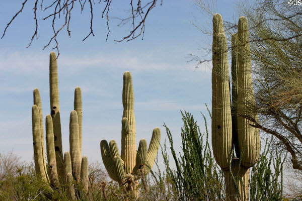 Saguaro cactus at Casa Grande Ruins National Monument. Casa Grande, AZ.