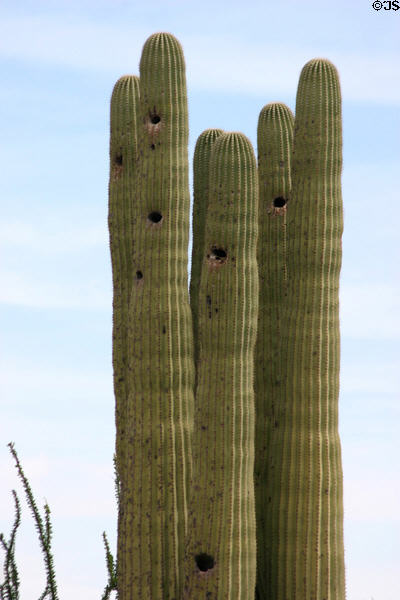 Woodpecker holes in saguaro cactus at Casa Grande Ruins National Monument. Casa Grande, AZ.