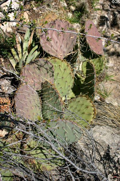 Cactus in Walnut Canyon National Monument. AZ.