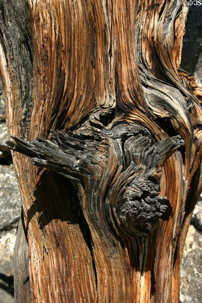 Textured tree trunk in Walnut Canyon National Monument. AZ.