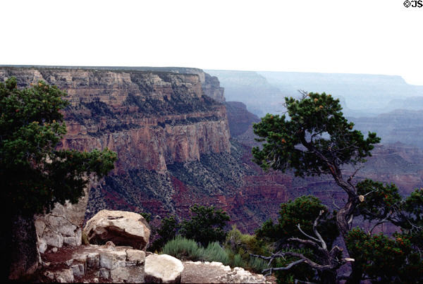Grand Canyon National Park vista with trees. AZ.