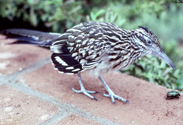 Road Runner (Geococcyx californianus) AZ state bird. AZ.
