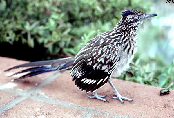 Road Runner (Geococcyx californianus) AZ state bird. AZ.