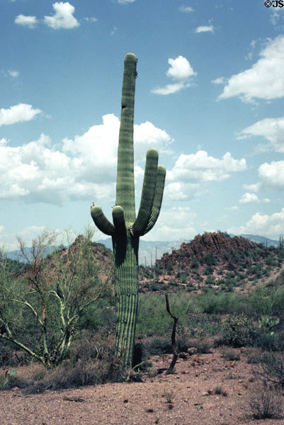 Saguaro cactus in landscape of Saguaro National Park. AZ.