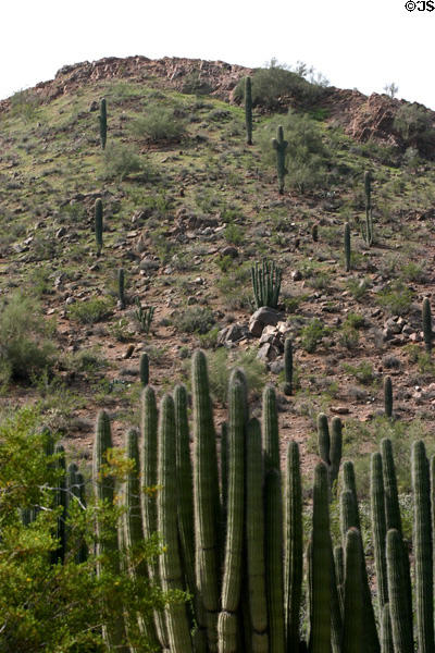 Saguaro cactus at Desert Botanical Garden. Phoenix, AZ.