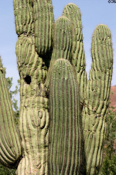 Saguaro cactus cross section at Desert Botanical Garden. Phoenix, AZ.