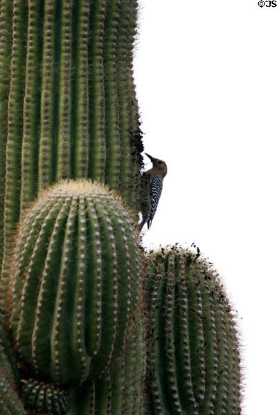 Gila Woodpecker (Centurus uropygialis) on cactus at Desert Botanical Garden. Phoenix, AZ.