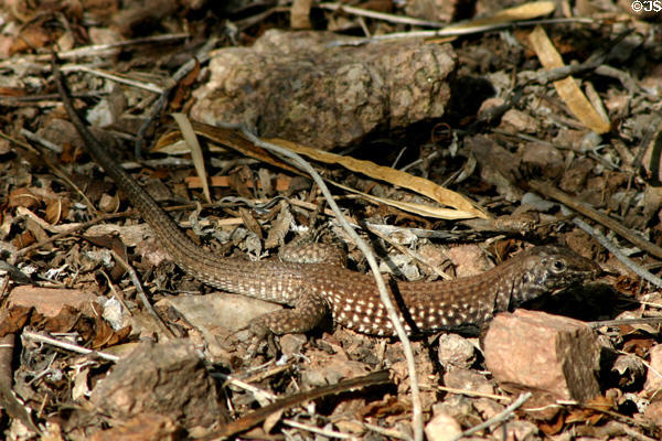 Lizard at Desert Botanical Garden. Phoenix, AZ.