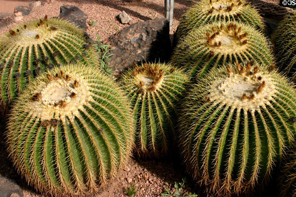 Golden barrel cactus (Echinocactus grusonii) in Desert Botanical Garden. Phoenix, AZ.