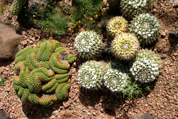 Cactus with unusual growth patterns in Desert Botanical Garden. Phoenix, AZ.