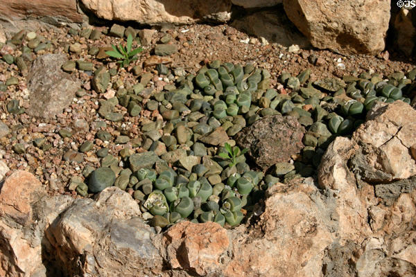 Living stone plants from South Africa in Desert Botanical Garden. Phoenix, AZ.
