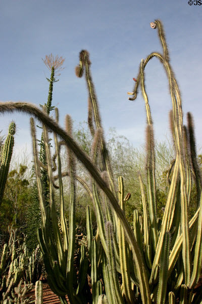 Sonita (Pachycereus Schottii) in Desert Botanical Garden. Phoenix, AZ.