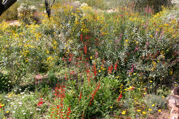 Desert wildflowers at Desert Botanical Garden. Phoenix, AZ.