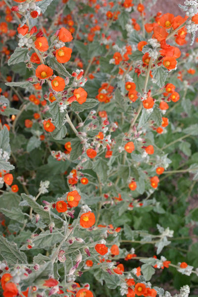 Red flowers at Desert Botanical Garden. Phoenix, AZ.
