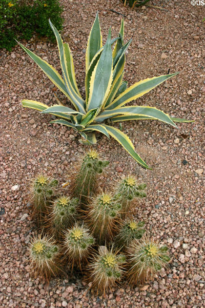 Succulents at Desert Botanical Garden. Phoenix, AZ.