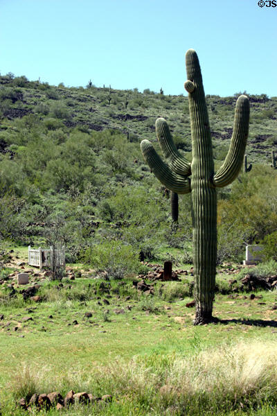 Saguaro cactus stands over cemetery at Pioneer Living History Museum. Phoenix, AZ.