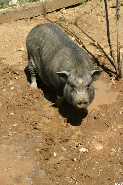 Pig at Pioneer Living History Museum. Phoenix, AZ.