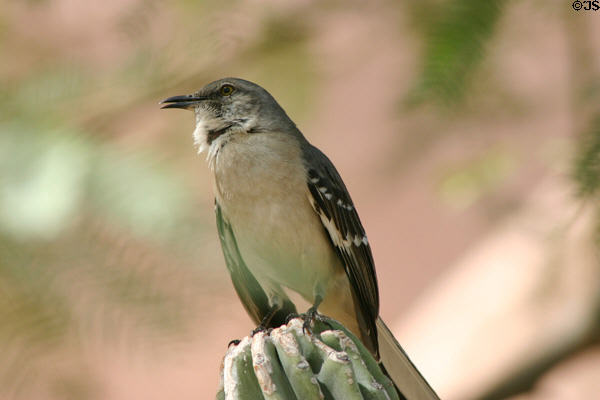 Mockingbird (Mimus polyglottos). Phoenix, AZ.