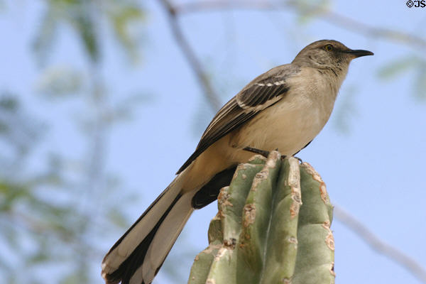 Mockingbird (Mimus polyglottos). Phoenix, AZ.