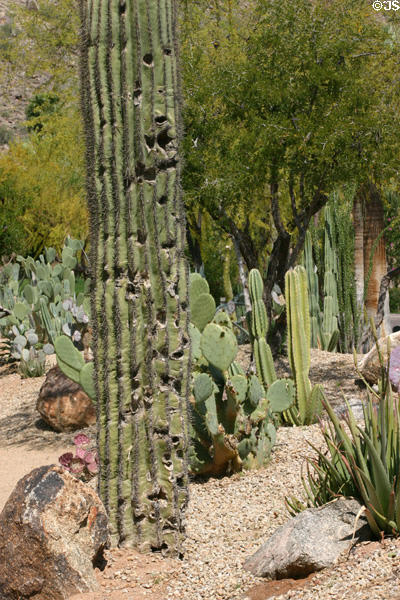 Cactus garden of Phoenician Inn. Scottsdale, AZ.