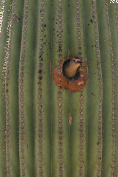 Woodpecker nesting in cactus. Tucson, AZ.