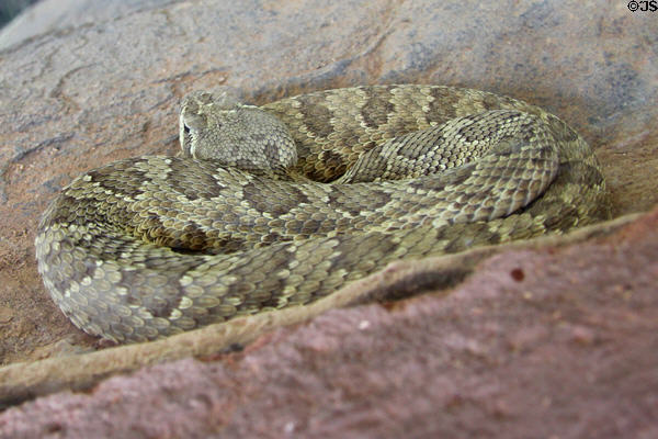 Mohave rattlesnake (<i>Crotalus scutulatus</i>) at Sonoran Desert Museum. Tucson, AZ.