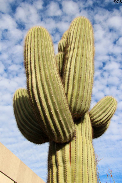 Sagurao cactus tree in downtown Tucson. Tucson, AZ.