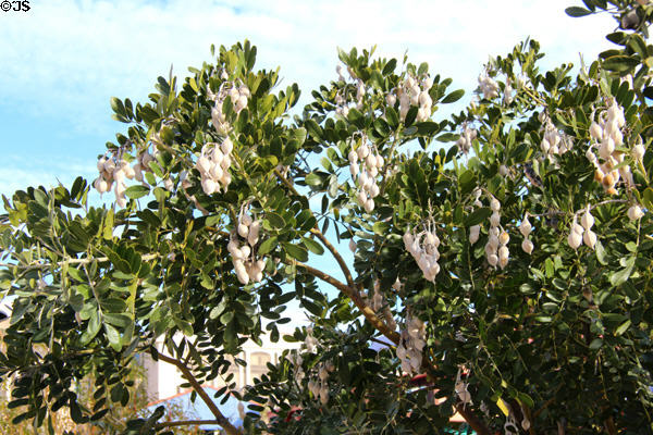 Texas mountain laurel (<i>Calia secundiflora</i>) with white seed pods in downtown Tucson. Tucson, AZ.