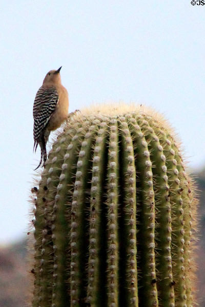 Gila woodpecker (<i>Melanerpes uropygialis</i>) in Sonoran Desert. Tucson, AZ.