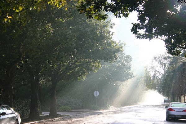 Morning mist over street. Palo Alto, CA.