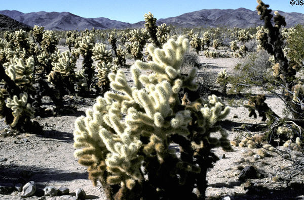 Cholla cactus forest in Joshua Tree National Park. CA.