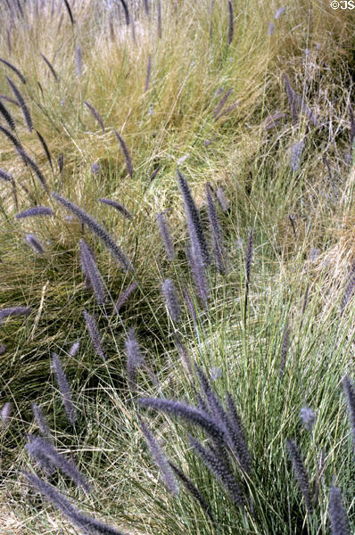 Grasses near Aerial Tramway lower station. CA.
