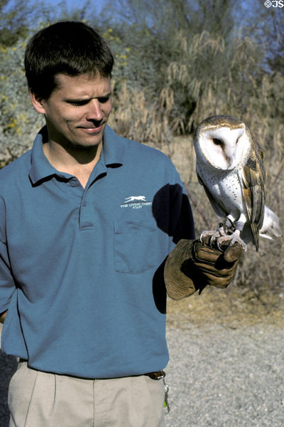 Handler with Barn Owl <i>Tyto alba</i> at Living Desert Zoo. Palm Desert, CA.