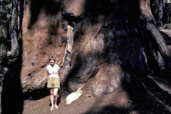 Person dwarfed by trunk of Sequoia tree in Sequoia National Park. CA.