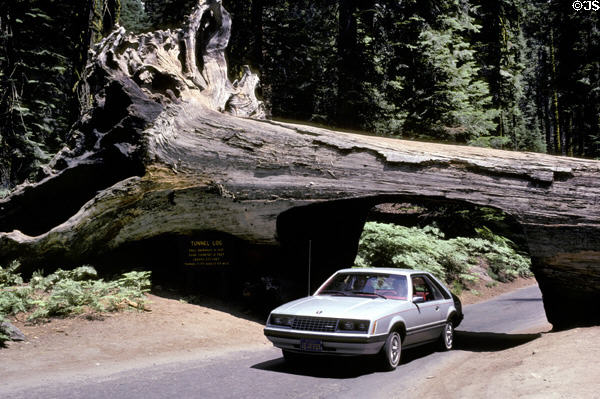 Car drive through tunnel tree in Sequoia National Park. CA.