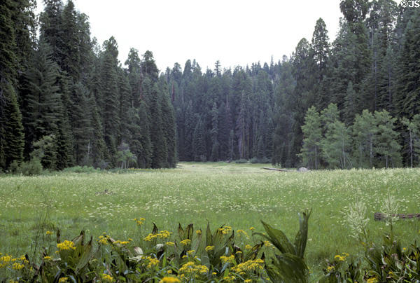 Mountain meadow in Sequoia National Park. CA.