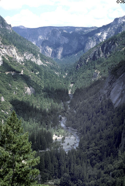 Forested canyon of Yosemite National Park. CA.