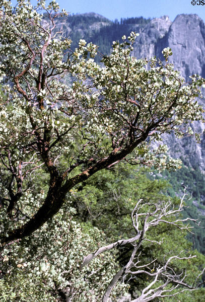 Manzanita bush at Yosemite National Park. CA.