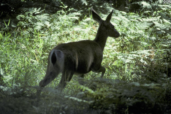 Deer in Yosemite National Park. CA.