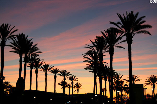 Sunset over Long Beach palm trees. Long Beach, CA.