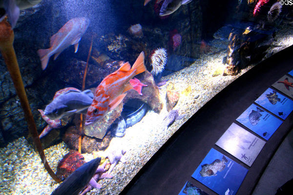 Tanks & signage of Aquarium of the Pacific. Long Beach, CA.