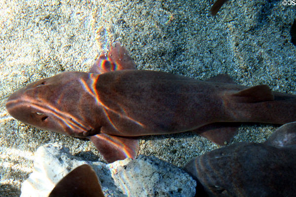 Nurse shark (<i>Nebrius ferrugineus</i>) at Aquarium of the Pacific. Long Beach, CA.