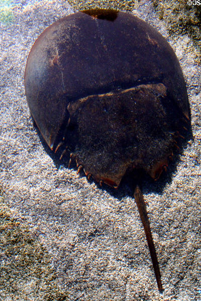 Horseshoe crab at Aquarium of the Pacific. Long Beach, CA.