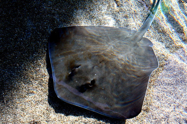 Reticulate whipray (<i>Himantura uarnak</i>) at Aquarium of the Pacific. Long Beach, CA.