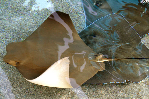 Stingray flying through water at Aquarium of the Pacific. Long Beach, CA.