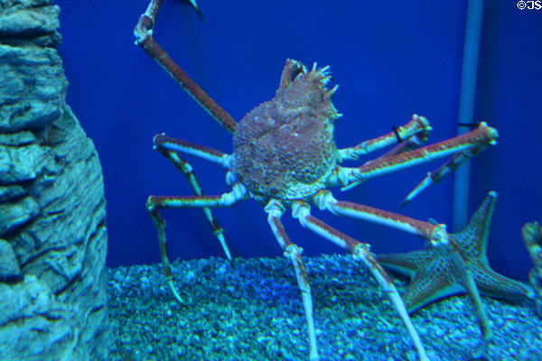 Giant spider crab (<i>Macrocheira kaempferi</i>) at Aquarium of the Pacific. Long Beach, CA.