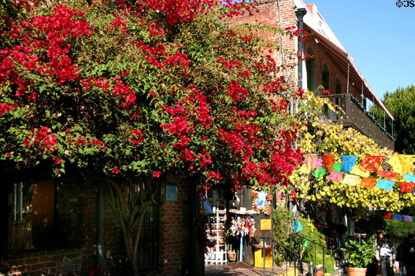 Flowers along Olvera Street. Los Angeles, CA.